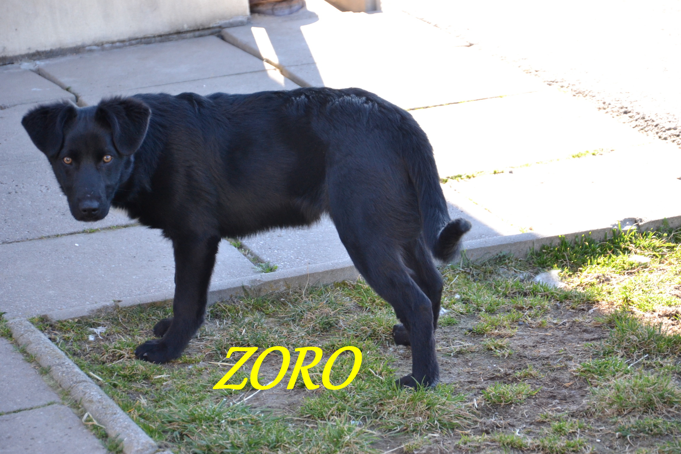 Argo, Zoro 101