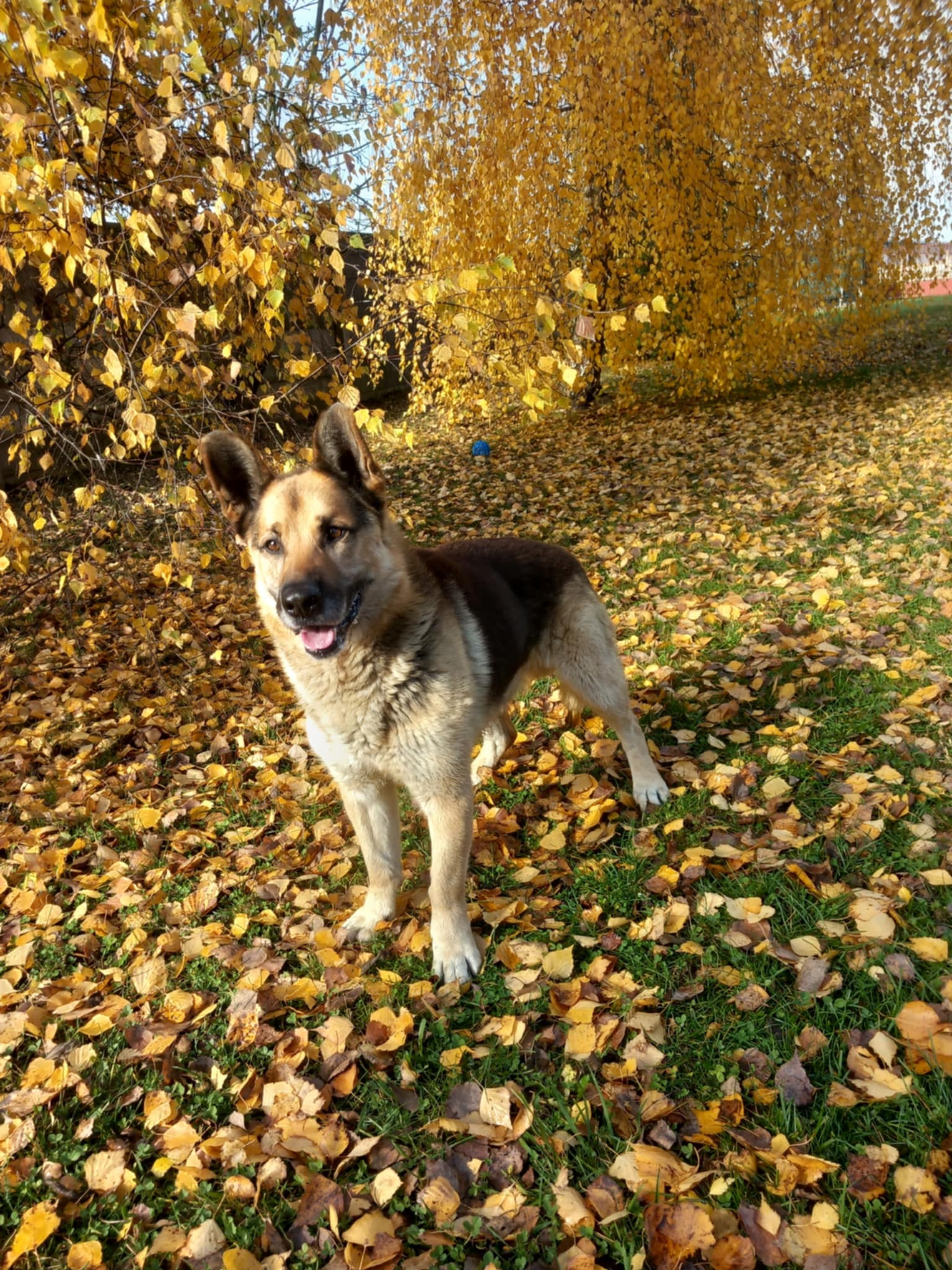 Messenger_creation_566A38B3-4F5E-4162-9C54-DD3332C49AFC