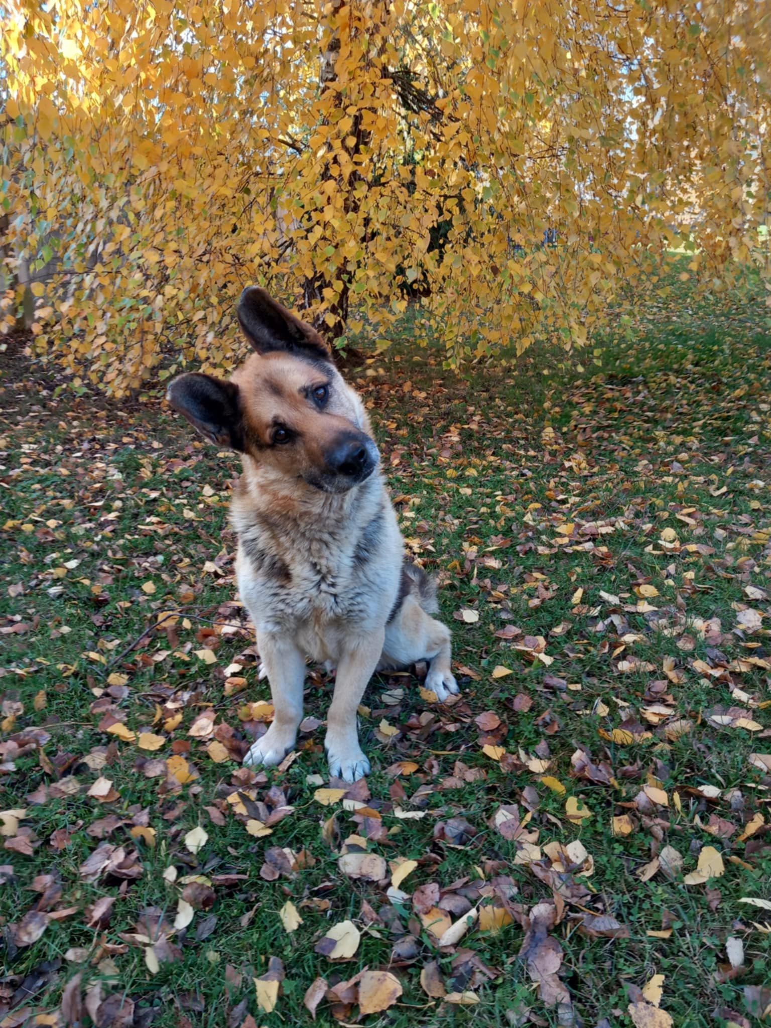 Messenger_creation_FFE530DC-1782-44B3-9C27-76C577FE8165