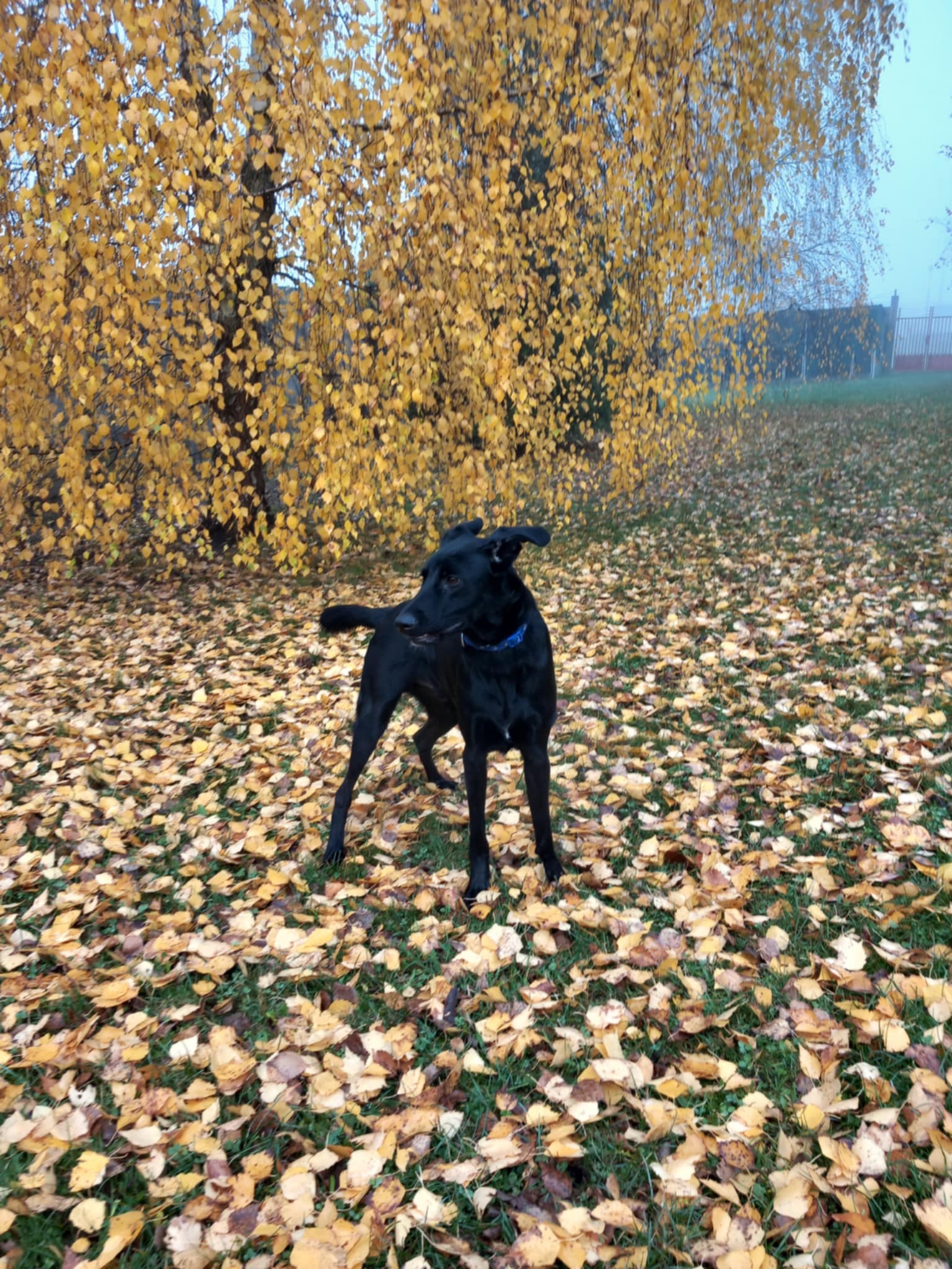 Messenger_creation_53F4BA2A-D378-41B4-9788-A6D0177A818D