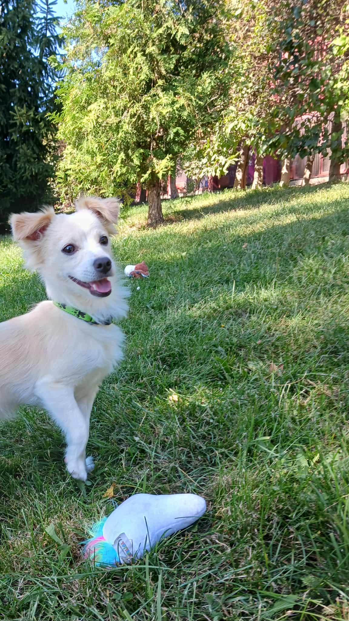 Messenger_creation_1B8020C9-EA95-471D-BBC5-FA87BB28F4A5